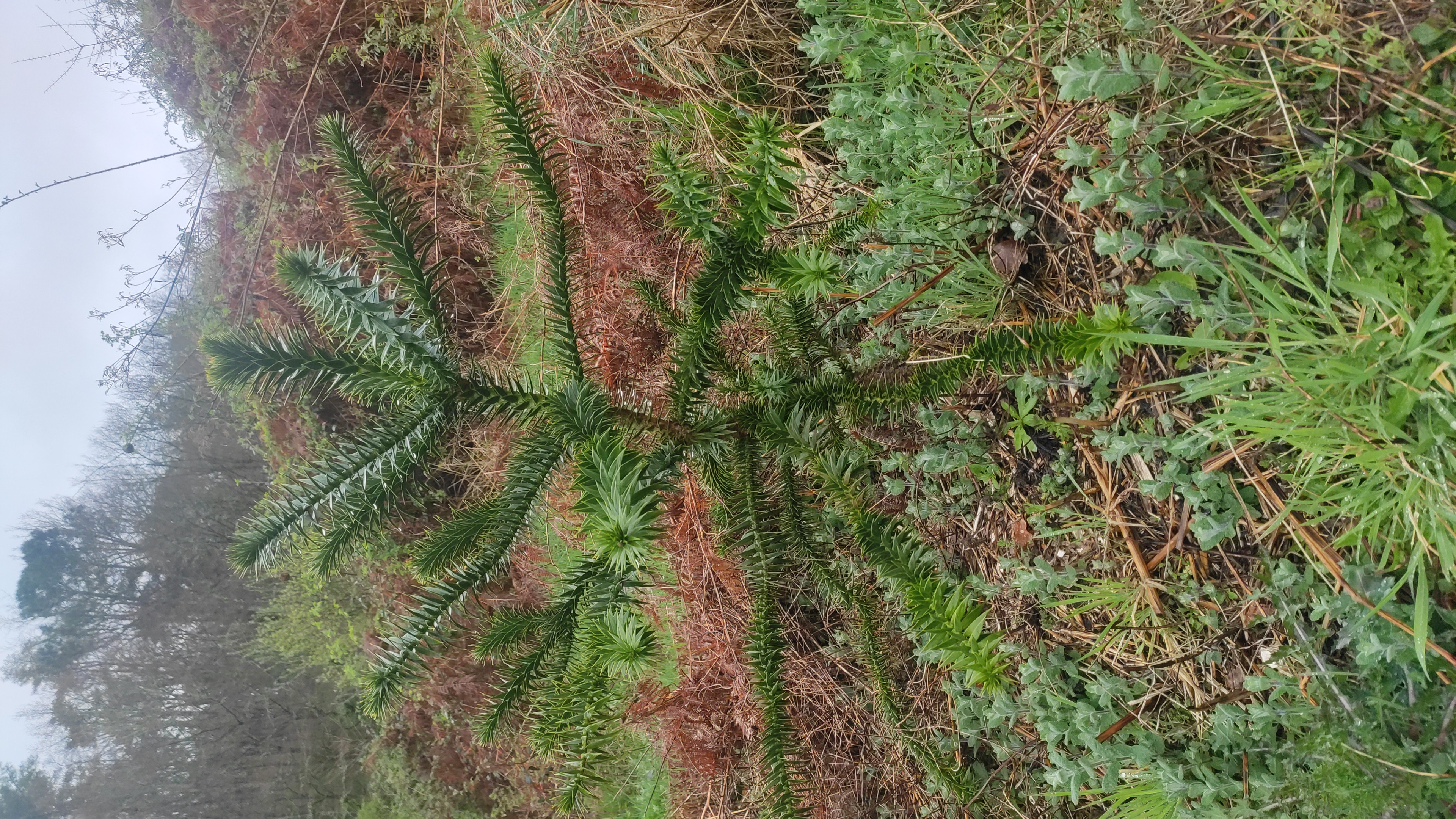 Monkey puzzle tree.