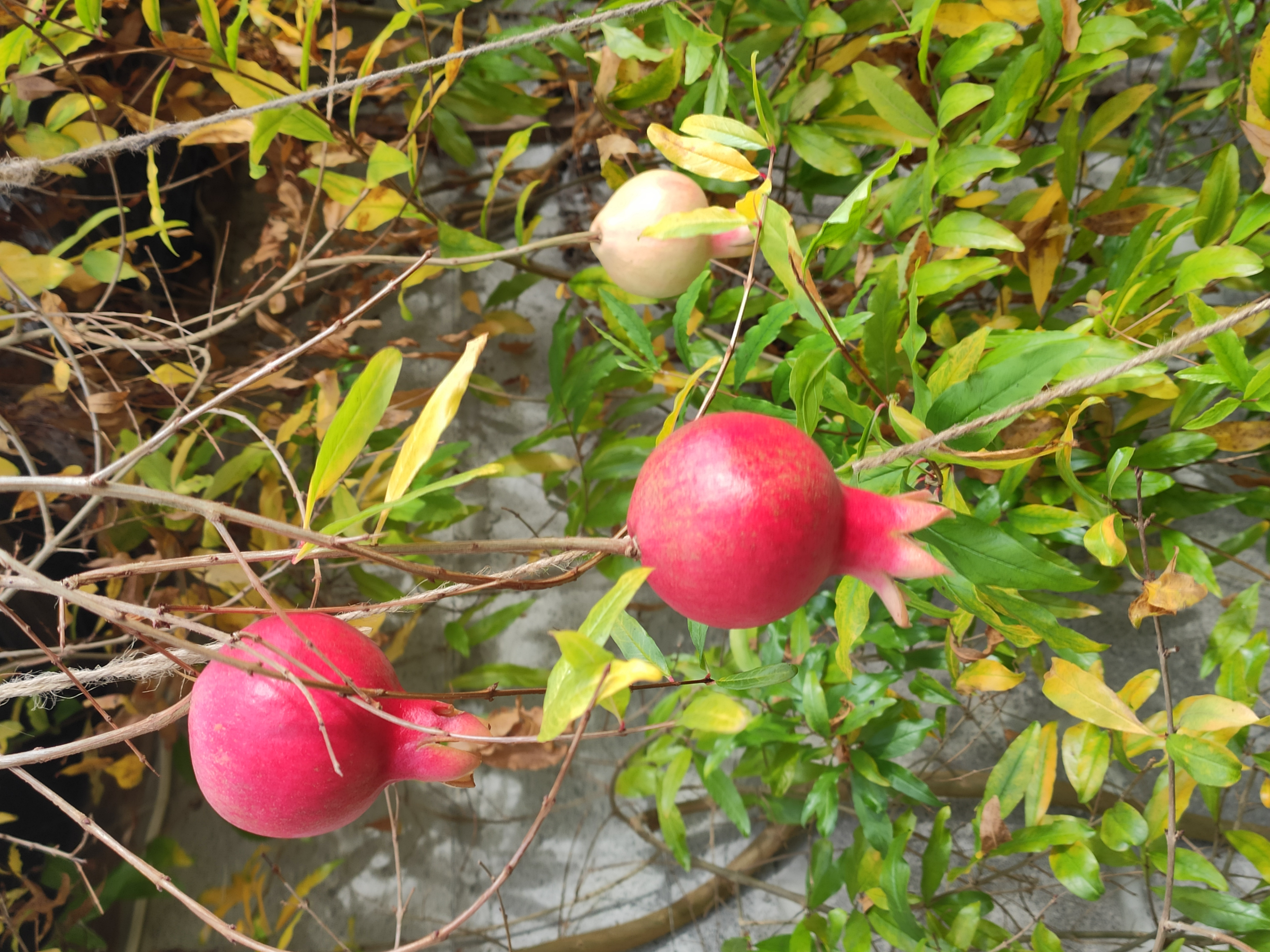 pomegranates